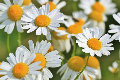 chamomile-401490_640