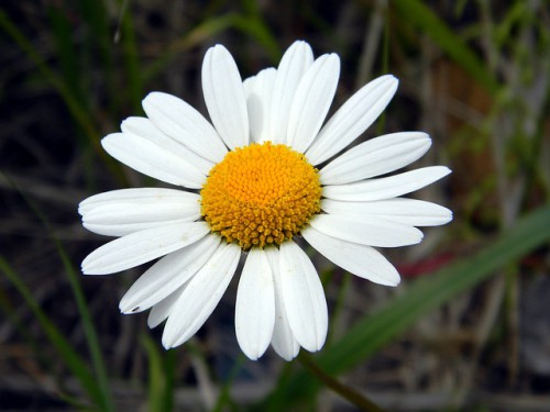 daisy-831453_640
