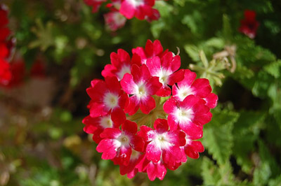 geranium-865908_640