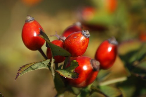 rosehips-285436_640