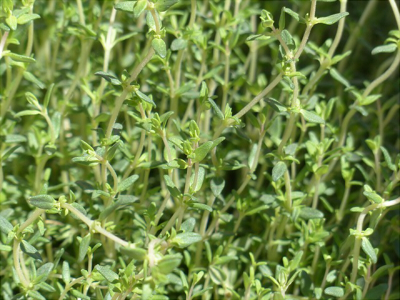 thyme-115349_640