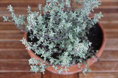 thyme-751274_640