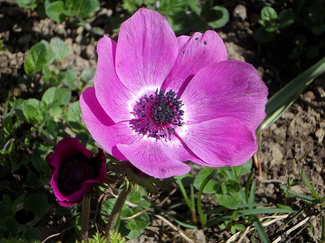 anemone-107040_640