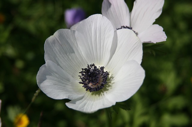 anemone-1169733_640