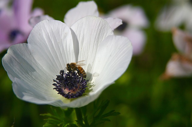 anemone-1169734_640