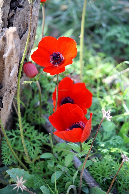 anemone-1206942_640