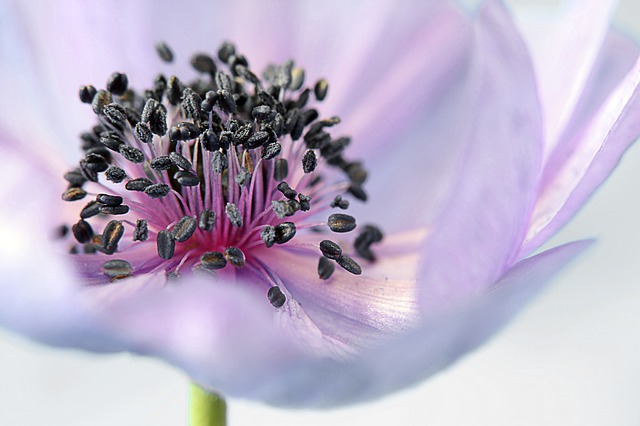 anemone-179006_640