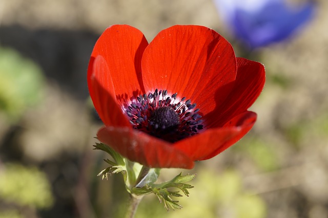 anemone-311401_640