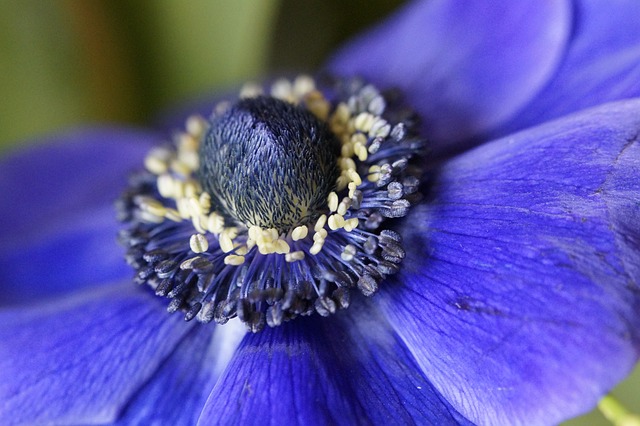 anemone-670362_640