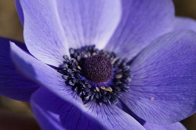 crown-anemone-283777_640