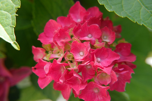 hydrangea-861000_640
