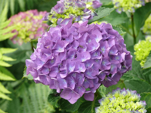 hydrangea-953735_640