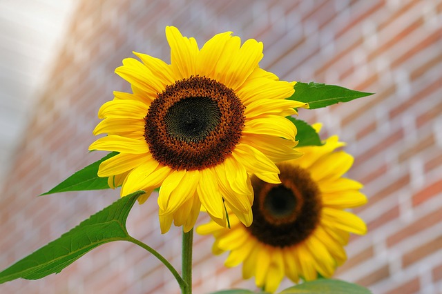 sunflower-448654_640