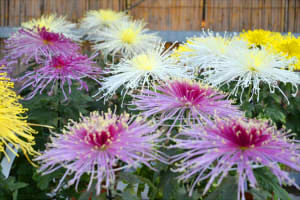 7919bc39745fe7161f1f8de490ee542c_s2