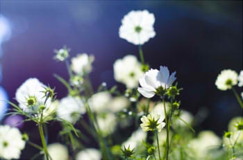 0cc46851a0594a041260ed385d9f1b44_s