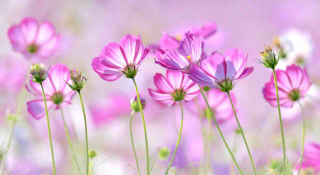 椿の花言葉 赤 白 ピンク 侘助の意味は 怖い裏の花言葉はあるの 情報整理の都
