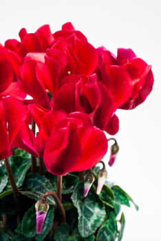 46f6777ed34e37c186da09a2a11a5924_s