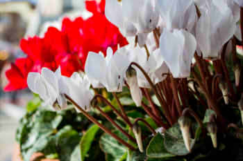 7eb8f18bc85f8359d40dfde0fafb2f87_s