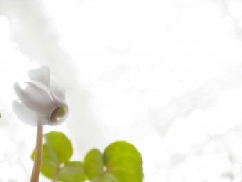 bceaced0adae2fa8a56c6c8202611163_s