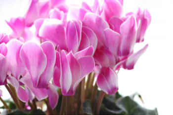 c4f83bf9c8d80ae4f24441ff28434449_s