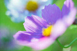 c9ea8650cf387ce4d30fbeee8588d6b9_s2