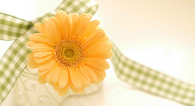 ジャスミンの花言葉 白や黄色 ピンク 茉莉花では 裏の意味や由来はどんなもの 情報整理の都