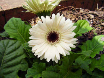 81c1f393e4efd91ee421c0671514ad8c_s