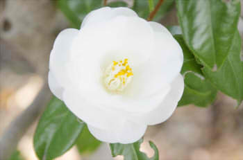 83109dce83885ed706928e426c635a7b_s