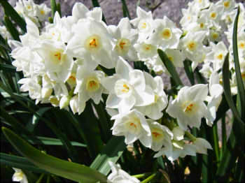 9844fc9faafafce17f216da930c6473e_s