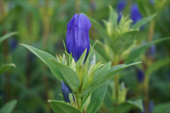 a609f099b0ecc0189ea4e45bc20dc79a_s