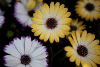 a754725feb2390d7f9386cab3ab15bfc_s