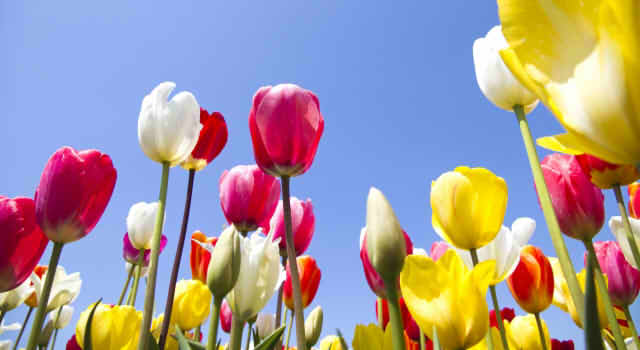 ジャスミンの花言葉 白や黄色 ピンク 茉莉花では 裏の意味や由来はどんなもの 情報整理の都