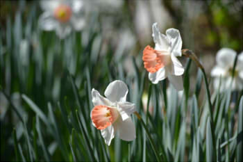 ae61d5107c253ee6eaafb4bc322b4617_s