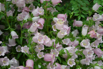 af2d1cb4d0598a91a77de4327cbb32bd_s