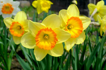 d0566a572cef0bb19964868a03329596_s