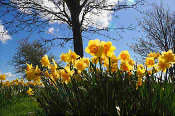 daffodils-1369434_64022