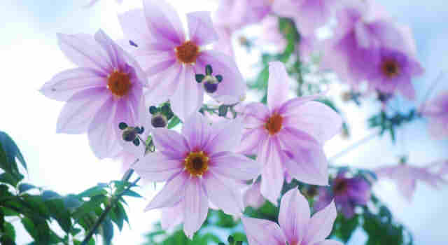 椿の花言葉 赤 白 ピンク 侘助の意味は 怖い裏の花言葉はあるの 情報整理の都
