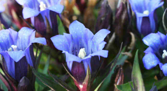 リンドウ 竜胆 の花言葉 紫 白 青 ピンクに色別の意味はある 敬老の日に贈る由来って 情報整理の都