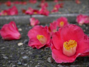 fed9797c996419d449db23e07c769594_s