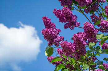 lilac-1388606_640