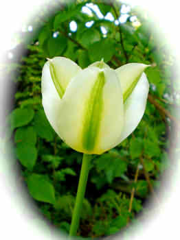 tulip-757411_640