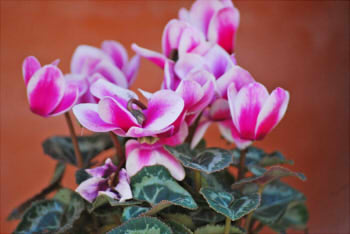 0a4f37467bee9aec4613ca57ac71801c_s