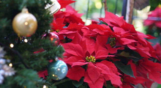 クリスマスの花と言えば名前は プレゼントにしたい花を紹介 ポインセチアやシクラメンなど 情報整理の都
