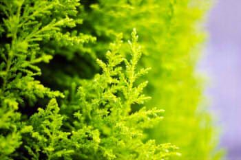 b207df9009faaddd6d65e0725645d9e3_s