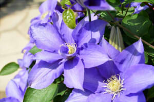 b614093c3d58148f45f6809dbf674051_s2