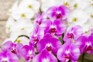 d99af02c57b07318b2eee9b3435cc474_s22