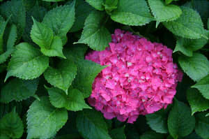 hydrangea-1956341_64022