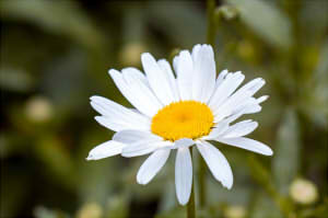 marguerite-1545382_6402