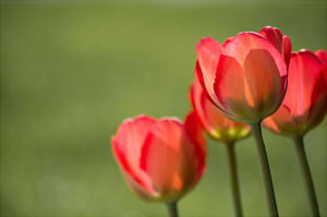 tulips-1477285_640 (12)2