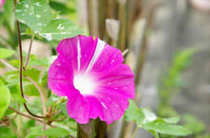 601906f698d5cf44395d73b232e66b60_s222